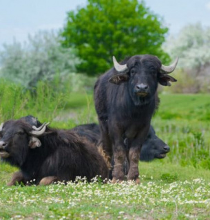 В Дунайский биосферный заповедник привезли водяных буйволиц из Закарпатья