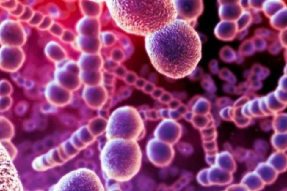 Смертельний гемолітичний стрептокок рекордними темпами поширюється Японією Стрептокок рекордними темпами поширюється Японією