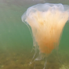 Жовта волохата медуза, відома як вогняна медуза, мешкає переважно в Балтійському морі — поки що. Фото: Thomas Müller/dpa