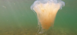 Жовта волохата медуза, відома як вогняна медуза, мешкає переважно в Балтійському морі — поки що. Фото: Thomas Müller/dpa