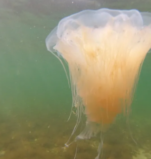 Желтая мохнатая медуза, известная как огненная медуза, обитает преимущественно в Балтийском море — пока. Фото: Thomas Müller/dpa