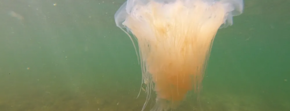 Желтая мохнатая медуза, известная как огненная медуза, обитает преимущественно в Балтийском море — пока. Фото: Thomas Müller/dpa