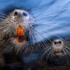 Фото: Luca Lorenz / GDT Nature Photographer of the Year 2024
