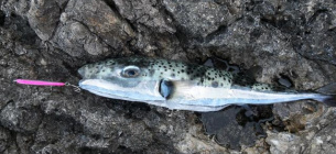У берегов Хорватии поймали ядовитую рыбу