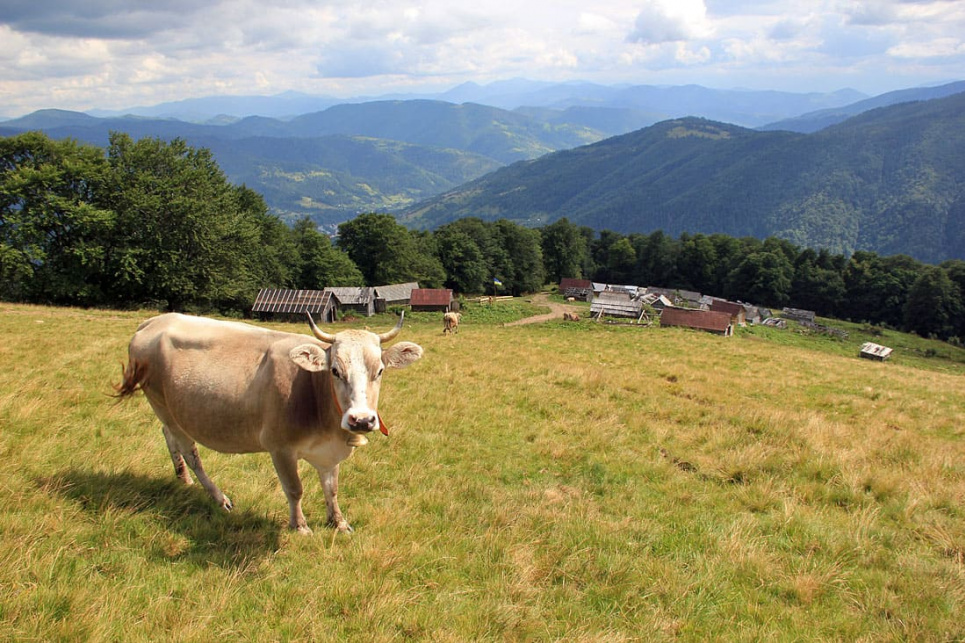 Одне із сіл України можуть включити до світової туристичної мережі Краще туристичне село.
фото: Sergej Palko