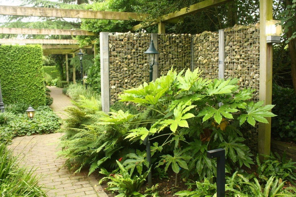 Як прикрасити паркан рослинами: 4 ідеї оформлення (ФОТО) Фото: Телеграм-канал «Садівник»