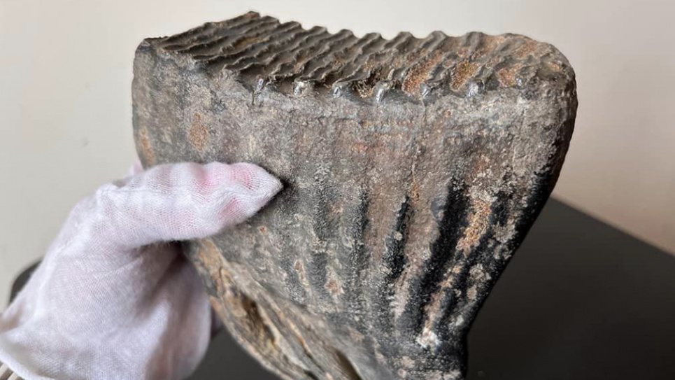 Зуб мамонта Культурные ценности Археологические находки