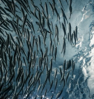 Общий улов водных биоресурсов в 2025 году в Украине составил 44,7 тыс. тонн 