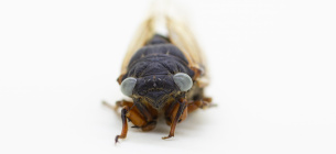 Блакитноока цикада. Фото: Деніел Ле, Музей природної історії імені Філда