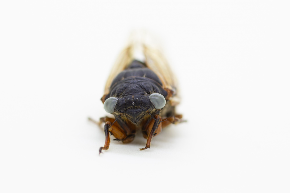 Блакитноока цикада. Фото: Деніел Ле, Музей природної історії імені Філда