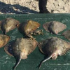 На Одещині браконьєр наловив морських скатів на 480 тисяч гривень