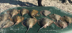 На Одещині браконьєр наловив морських скатів на 480 тисяч гривень