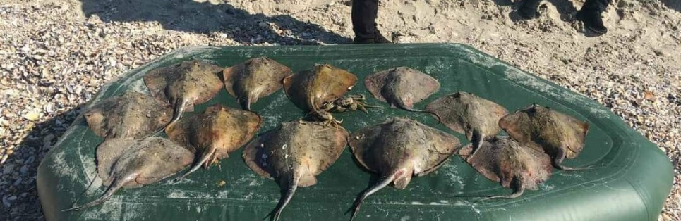 В Одесской области браконьер наловил морских скатов на 480 тысяч гривен