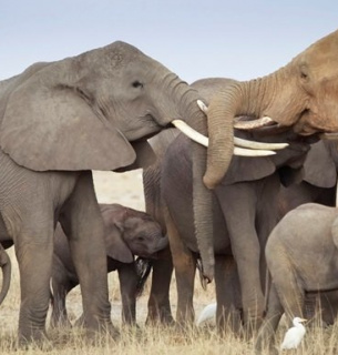 Слони розмовляють використовуючи індивідуальні «імена» 