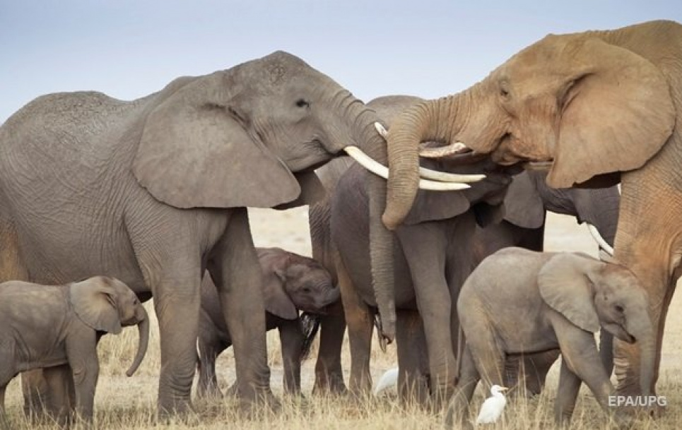 Слоны разговаривают используя индивидуальные «имена»