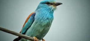 В пригороде Днепра зафиксировали редкую птицу