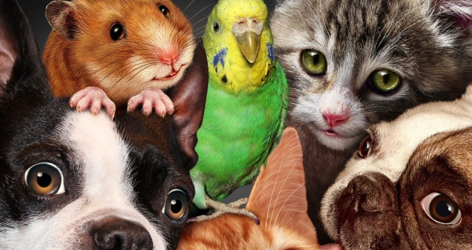 11 червня свято Всесвітній день пам'яті домашніх тварин 