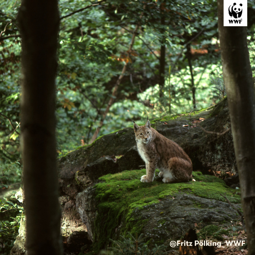 Не барись врятувати рись: WWF-Україна запустив проєкт з пошуку друзів рисі до 30-річчя внесення тварини до Червоної книги України. Проєкт з пошуку друзів рисі до 30-річчя внесення тварини до Червоної книги України.