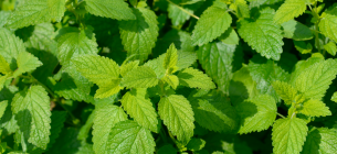Тайны мелиссы: естественный ключ к спокойствию и здоровью