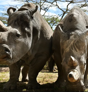 Наджін і її дочка Фату, останні два північні білі носороги у світі, живуть у заповіднику Ол-Педжета в Кенії. Фото: Tony Karumba/AFP/Getty Images