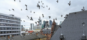 Міські голуби у Франкфурті-на-Майні. Раніше голубник-обманка стояла на даху паркування будівлі суду. Фото: Arne Dedert/dpa/picture alliance