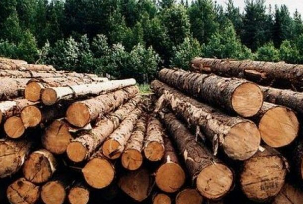Незаконно Вырубили деревья Ущерб окружающей среде Незаконная рубка
