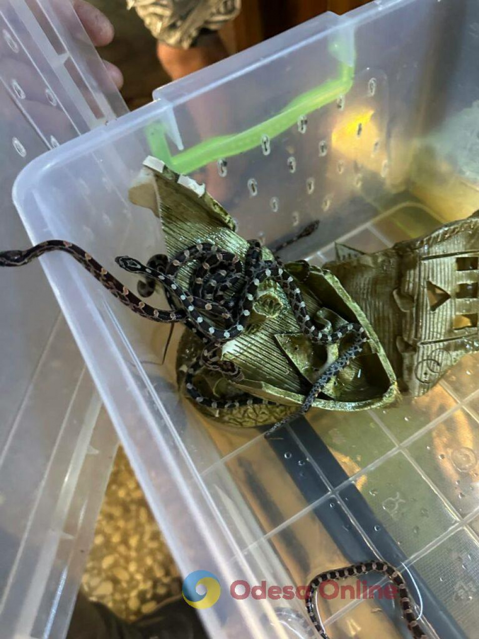 В Одессе фиксируют увеличение количества водяных ужей и полозов В Одессе увеличивается количество водяных ужей и полозов