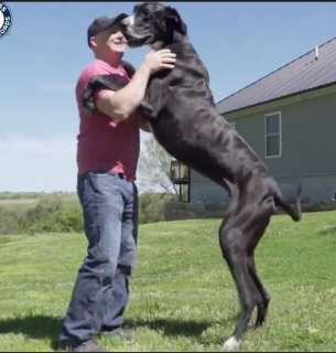 Новоспечений найвищий собака у світі веселиться з господарем Роджером Вулфом. Фото: Книга рекордів Гіннеса