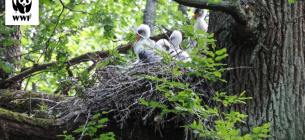 Птенцы черного аиста. Фото: Панчук Александр. WWF-Украина