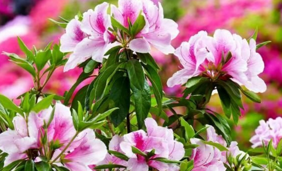 Названы опасные комнатные растения: вызывают дерматит, диарею и даже удушение Опасные Комнатные растения Вредно для здоровья