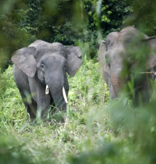 Борнейський карликовий слон походить із північного Борнео, у східній частині малазійського штату Сабах. Фото: Базукі Мухаммад/Reuters