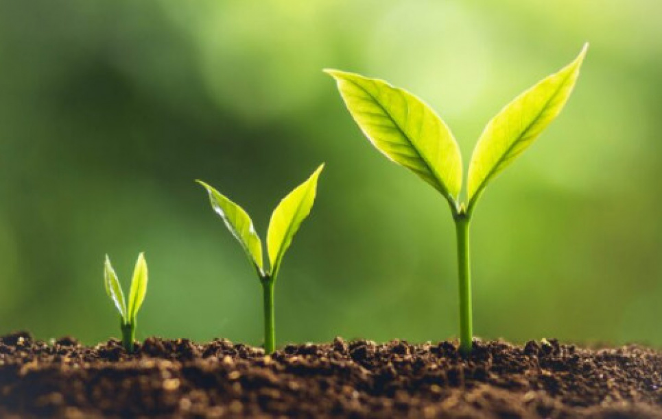 Необычное открытие: ученые обнаружили первое растение с признаками интеллекта Необычное открытие Ученые Растения с Интеллектом