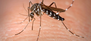 До Польщі наближаються тигрові комарі, що можуть передавати небезпечні захворювання