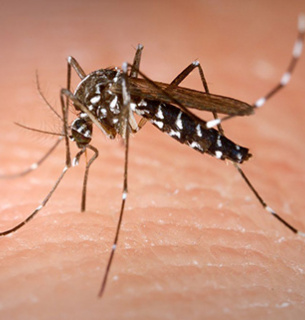 До Польщі наближаються тигрові комарі, що можуть передавати небезпечні захворювання