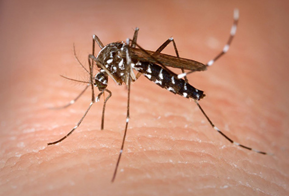 В Польшу приближаются тигровые комары, которые могут передавать опасные заболевания