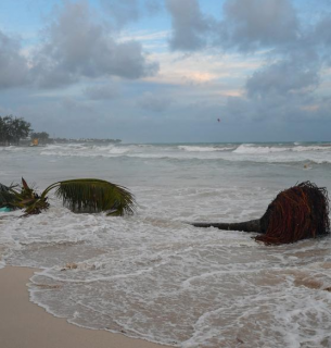 На пляжі Крайст-Черч вирвало пальми. Ураган Берил завдав серйозних руйнувань на південному сході Карибського басейну. Фото: Ренді Брукс/AFP/Getty Images