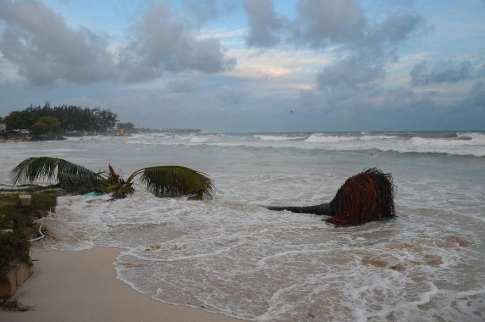 На пляжі Крайст-Черч вирвало пальми. Ураган Берил завдав серйозних руйнувань на південному сході Карибського басейну. Фото: Ренді Брукс/AFP/Getty Images