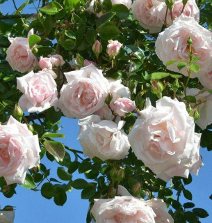 Обрізка Троянд Садові квіти Правила догляду Помилки дачників