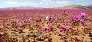 Наразі лапа гуанако зустрічається майже виключно в чилійській пустелі. Фото: Патрісіо Лопес Кастільо/AFP/Getty Images