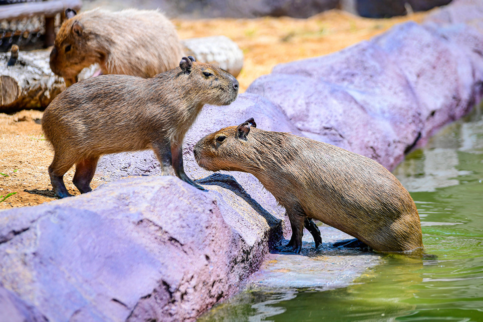 Зовсім як люди: тварини в зоопарках рятуються від спеки (ФОТО) Капібари купаються у воді, щоб охолонути в зоопарку «Шеньянські ліси». Шеньян, провінція Ляонін, Китай, 10 липня 2024 року. Фото: Reuters