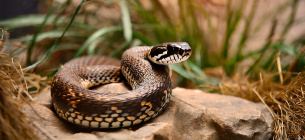 16 липня свято Всесвітній день змій 10 міфів про цих плазунів