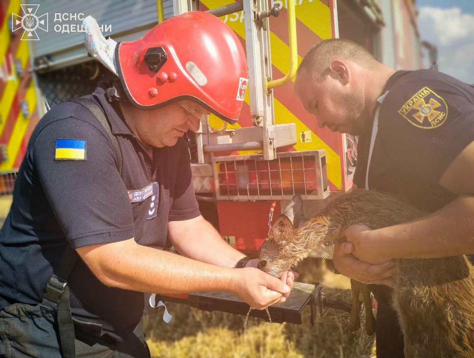 На Одещині з чергової пожежі врятували маленьку козулю (ФОТО) Врятували маленьку козулю