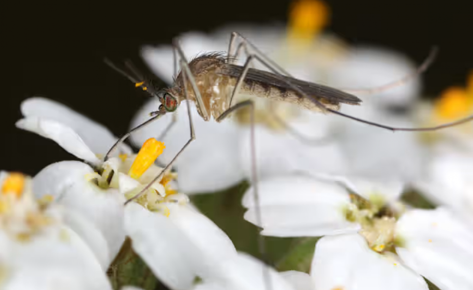 У Фінляндії знайдено комара, що переносить хворобу, ліків від якої не існує Комар Culex modestus. Фото: Лорна Калвервелл
