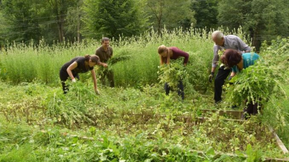 У Нацпарку «Синевир» розпочався збір екочаїв У Синевирі розпочався збір екочаїв