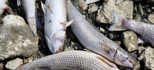 Массовый замор рыбы на Хаджибейском лимане