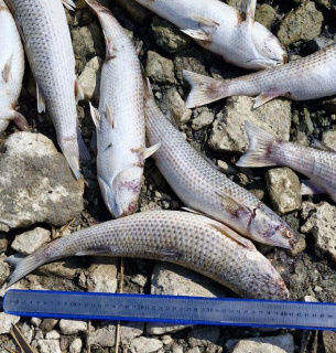 Масовий замор риби на Хаджибейському лимані