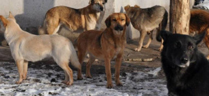 В Одесі застрелили двох безпритульних собак