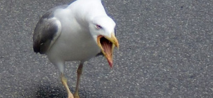 Агресивні чайки Атакують лікарні в Амстердамі 