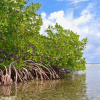 26 июля Света видения День сбережения мангровых экосистем