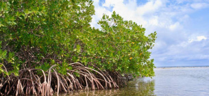 26 липня свято Світ відзначає День збереження мангрових екосистем